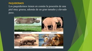 PAQUIDERMOS
Los paquidermos tienen en común la posesión de una
piel muy gruesa, además de un gran tamaño y elevado
peso.
 
