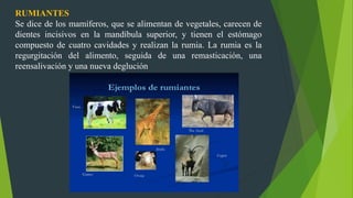 RUMIANTES
Se dice de los mamíferos, que se alimentan de vegetales, carecen de
dientes incisivos en la mandíbula superior, y tienen el estómago
compuesto de cuatro cavidades y realizan la rumia. La rumia es la
regurgitación del alimento, seguida de una remasticación, una
reensalivación y una nueva deglución
 