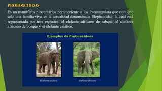 PROBOSCIDEOS
Es un mamíferos placentarios perteneciente a los Paenungulata que contiene
solo una familia viva en la actualidad denominada Elephantidae, la cual está
representada por tres especies: el elefante africano de sabana, el elefante
africano de bosque y el elefante asiático.
 