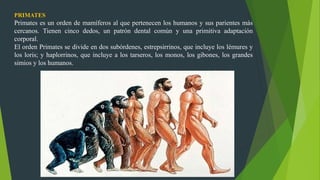 PRIMATES
Primates es un orden de mamíferos al que pertenecen los humanos y sus parientes más
cercanos. Tienen cinco dedos, un patrón dental común y una primitiva adaptación
corporal.
El orden Primates se divide en dos subórdenes, estrepsirrinos, que incluye los lémures y
los loris; y haplorrinos, que incluye a los tarseros, los monos, los gibones, los grandes
simios y los humanos.
 