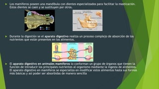  Los mamíferos poseen una mandíbula con dientes especializados para facilitar la masticación.
Estos dientes se caen y se sustituyen por otros.
 Durante la digestión se el aparato digestivo realiza un proceso complejo de absorción de los
nutrientes que están presentes en los alimentos.
 El aparato digestivo en animales mamíferos lo conforman un grupo de órganos que tienen la
función de introducir los principales nutrientes al organismo mediante la ingesta de alimentos.
El aparato digestivo en mamíferos se especializa en modificar estos alimentos hasta sus formas
más básicas y así poder ser absorbidas de manera sencilla
 
