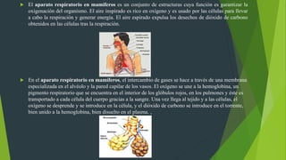  El aparato respiratorio en mamíferos es un conjunto de estructuras cuya función es garantizar la
oxigenación del organismo. El aire inspirado es rico en oxígeno y es usado por las células para llevar
a cabo la respiración y generar energía. El aire espirado expulsa los desechos de dióxido de carbono
obtenidos en las células tras la respiración.
 En el aparato respiratorio en mamíferos, el intercambio de gases se hace a través de una membrana
especializada en el alvéolo y la pared capilar de los vasos. El oxígeno se une a la hemoglobina, un
pigmento respiratorio que se encuentra en el interior de los glóbulos rojos, en los pulmones y éste es
transportado a cada célula del cuerpo gracias a la sangre. Una vez llega al tejido y a las células, el
oxígeno se desprende y se introduce en la célula, y el dióxido de carbono se introduce en el torrente,
bien unido a la hemoglobina, bien disuelto en el plasma. ,
 