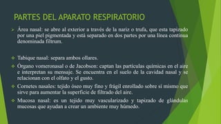 PARTES DEL APARATO RESPIRATORIO
 Área nasal: se abre al exterior a través de la nariz o trufa, que esta tapizado
por una piel pigmentada y está separado en dos partes por una línea continua
denominada filtrum.
 Tabique nasal: separa ambos ollares.
 Órgano vomeronasal o de Jacobson: captan las partículas químicas en el aire
e interpretan su mensaje. Se encuentra en el suelo de la cavidad nasal y se
relacionan con el olfato y el gusto.
 Cornetes nasales: tejido óseo muy fino y frágil enrollado sobre sí mismo que
sirve para aumentar la superficie de filtrado del aire.
 Mucosa nasal: es un tejido muy vascularizado y tapizado de glándulas
mucosas que ayudan a crear un ambiente muy húmedo.
 