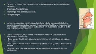  Faringe: La faringe es la parte posterior de la cavidad nasal y oral, se distinguen
tres partes
 Orofaringe, final de la boca.
 Nasofaringe, final de la cavidad nasal.
 Faringe esofágica.
 Laringe: La tráquea en mamíferos es el conducto tubular que va desde la laringe
hasta los bronquios pegado al esófago. Es un tubo algo flexible y no colapsable, que
está rodeado de anillos traqueales cartilaginosos con musculatura lisa. En su parte
final se divide en dos bronquios
 – Es un tubo rígido y no colapsable, para evitar el cierre del tubo y que no se
interrumpa el flujo de aire.
 – Tiene que ser flexible para adaptarse a movimientos del animal y de los órganos
adyacentes.
 – Está tapizado de una mucosa respiratoria que filtra el aire y protege de sustancias
externas.
 – Puede soportar cierta expansión para adaptar cualquier volumen de aire que
pueda entrar.
 