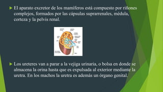  El aparato excretor de los mamíferos está compuesto por riñones
complejos, formados por las cápsulas suprarrenales, médula,
corteza y la pelvis renal.
 Los ureteres van a parar a la vejiga urinaria, o bolsa en donde se
almacena la orina hasta que es expulsada al exterior mediante la
uretra. En los machos la uretra es además un órgano genital.
 