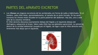 PARTES DEL APARATO EXCRETOR
 Los riñones son órganos excretores de los vertebrados con forma de judía o habichuela. En el
hombre, cada riñón tiene, aproximadamente, el tamaño de un puño cerrado. En los seres
humanos los riñones están situados en la parte posterior del abdomen. Hay dos, uno a cada
lado de la columna vertebral.
El riñón derecho descansa exactamente debajo del hígado y el izquierdo debajo del
diafragma y adyacente al brazo. Sobre cada riñón hay una glándula suprarrenal. La asimetría
dentro de la cavidad abdominal causada por el hígado, da lugar a que el riñón derecho está
levemente más abajo que el izquierdo.
 