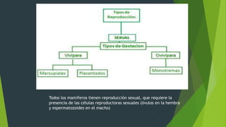 Todos los mamíferos tienen reproducción sexual, que requiere la
presencia de las células reproductoras sexuales (óvulos en la hembra
y espermatozoides en el macho)
 