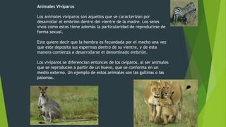 Animales Vivíparos
Los animales vivíparos son aquellos que se caracterizan por
desarrollar el embrión dentro del vientre de la madre. Los seres
vivos como estos tiene además la particularidad de reproducirse de
forma sexual.
Esto quiere decir que la hembra es fecundada por el macho una vez
que este deposita sus espermas dentro de su vientre, y de esta
manera comienza a desarrollarse el denominado embrión.
Los vivíparos se diferencian entonces de los ovíparos, al ser animales
que se reproducen a partir de un huevo, que se conforma en un
medio externo. Un ejemplo de estos animales son las gallinas o las
palomas.
 