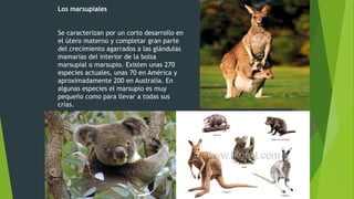 Los marsupiales
Se caracterizan por un corto desarrollo en
el útero materno y completar gran parte
del crecimiento agarrados a las glándulas
mamarias del interior de la bolsa
marsupial o marsupio. Existen unas 270
especies actuales, unas 70 en América y
aproximadamente 200 en Australia. En
algunas especies el marsupio es muy
pequeño como para llevar a todas sus
crías.
 
