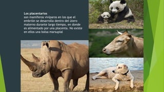 Los placentarios
son mamíferos vivíparos en los que el
embrión se desarrolla dentro del útero
materno durante largo tiempo, en donde
es alimentado por una placenta. No existe
en ellos una bolsa marsupial
 