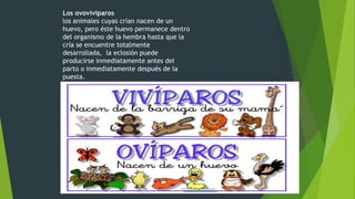 Los ovovivíparos
los animales cuyas crían nacen de un
huevo, pero éste huevo permanece dentro
del organismo de la hembra hasta que la
cría se encuentre totalmente
desarrollada, la eclosión puede
producirse inmediatamente antes del
parto o inmediatamente después de la
puesta.
 