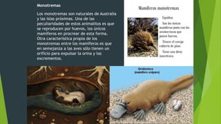 Monotremas
Los monotremas son naturales de Australia
y las islas próximas. Una de las
peculiaridades de estos animalitos es que
se reproducen por huevos, los únicos
mamíferos en procrear de esta forma.
Otra característica propia de los
monotremas entre los mamíferos es que
en semejanza a las aves sólo tienen un
orificio para expulsar la orina y los
excrementos.
 