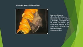 Importancia para los ecosistemas
Los murciélagos se
alimentan de néctar, un
sabroso manjar de cada flor
y, a cambio, ellos polinizan
las flores. Eso significa que
transfieren el polen de una
flor a otra, lo que permite
que la planta se
reproduzca. Los
 
