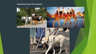 Importancia para los humanos
 