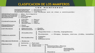CLASIFICACION DE LOS MAMIFEROS
 
