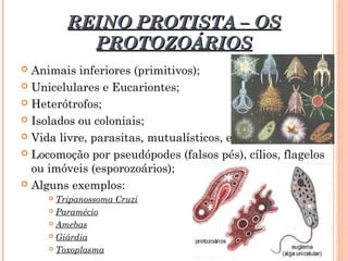 REINO PROTISTA – OSREINO PROTISTA – OS
PROTOZOÁRIOSPROTOZOÁRIOS
 Animais inferiores (primitivos);
 Unicelulares e Eucari...