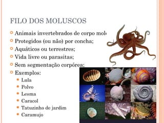 FILO DOS MOLUSCOS
 Animais invertebrados de corpo mole;
 Protegidos (ou não) por concha;
 Aquáticos ou terrestres;
 Vi...