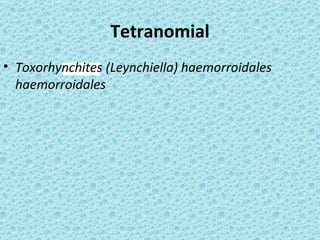 Tetranomial
• Toxorhynchites (Leynchiella) haemorroidales
  haemorroidales
 