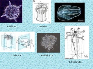 S. Esférica         S. Biradial




     S. Bilateral       Assimétricos

                                       S. Pentaradial
 