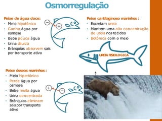 Peixe de água doce:
• Meio hipotônico
• Ganha água por
osmose
• Bebe pouca água
• Urina diluída
• Brânquias absorvem sais
por transporte ativo
Osmorregulação
Peixe ósseos marinhos :
• Meio hipertônico
• Perde água por
osmose
• Bebe muita água
• Urina concentrada
• Brânquias eliminam
saispor transporte
ativo
Peixe cartilaginoso marinhos :
• Excretam ureia
• Mantem uma alta concentração
de ureia nos tecidos
• Isotônica com o meio
UREIAF
I
S
I
OLOGICA
Absorção
intestinal
de
Na
+
Excreção branquial de Na+
Água doce
Água salgada
 