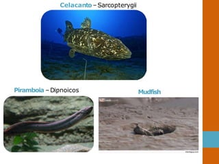 Celacanto–Sarcopterygii
Piramboia –Dipnoicos Mudfish
 