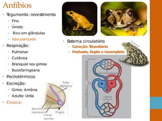 • T
egumento:revestimento
• Fino
• Úmido
• Rico em glândulas
• Vascularizado
• Respiração:
• Pulmonar
• Cutânea
• Branquial nos girinos
• Bucofaringeana
• Pecilotérmicos
• Excreção:
• Girino: Amônia
• Adulto: Uréia
• Cloaca:
Anfíbios
• Sistema circulatório
• Coração T
ricavitário
• Fechado, Dupla e incompleto
 