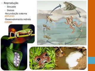 • Reprodução
• Sexuada
• Dioicos
•Fecundação externa
AMPLEXO
•Desenvolvimento indireto
GIRINO
 