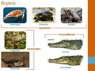 Repteis
Tartarugas Cágados
Quelônios
Jabutis
Lagartos
Serpentes
Escamados
Jacaré
Crocodilos
Crocodilianos
 