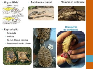 • Língua Bífida
• Reprodução
• Sexuada
• Dioicos
• Fecundação Interna
• Desenvolvimento direto
Hemipênis
de serpentes
• Autotomia caudal • Membrana nictitante
 
