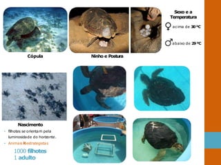 Sexo e a
Temperatura
acima de 30ºC
abaixo de 29ºC
Cópula Ninho e Postura
Nascimento
• filhotes se orientam pela
luminosidade do horizonte.
• Animais Restrategistas
1000 filhotes
1 adulto
 
