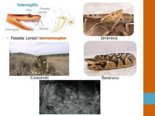 Solenóglifa
• Fosseta Loreal:termoreceptor Jararaca
Surucucu
Cascavel
 