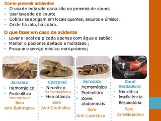Como prevenir acidentes
• O uso de botas de cano alto ou perneira de couro;
• Usar luvasde de couro;
• Cobras se abrigam em locais quentes, escuros e úmidos;
• Onde há rato, há cobra.
O que fazer em caso de acidente
• Lavar o local da picada apenas com água e sabão;
• Manter o paciente deitado e hidratado ;
• Procuraro serviço médico maispróximo;
Jararaca
• Hemorrágico
• Proteolítico
Necrose local
Soro
Anti-Bothropico
Cascavel
• Neurótico
fácies miastênica
• Hemotóxico
Soro
Anti-Crothalico
Surucucu
• Hemorrágico
• Proteolítico
• Dores
abdominais
Soro
Anti-Lachetico
Coral
Verdadeira
• Neurótico
• Insuficiência
Respiratória
Soro
Anti-Elapídico
 