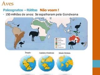Aves
Paleognatos –Rátitas Não voam !
• 150 milhões de anos: Se espalharam pela Gondwana
 