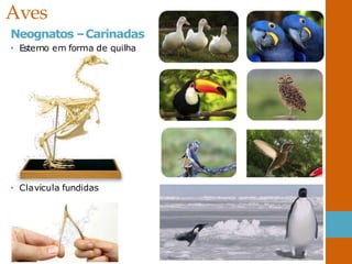 Aves
Neognatos –Carinadas
• Esterno em forma de quilha
• Clavícula fundidas
 