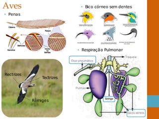 Aves
• Penas
• Bico córneo sem dentes
Tectrizes
Rêmiges
Rectrizes
• Respiração Pulmonar
Siringe
 