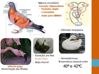 • Sistema circulatório
Coração Tetracavitário
• Fechada, Dupla
e Completo
• Aorta para DIR
E
ITA
• Glândula Uropigiana
• Homeotérmicos
T
emperatura corporal entre
40°e 42°C
• Excreção pro Rins
Acido Úrico
• Beijo cloacal
L
eite do papo
Alimentação dos filhotes
 