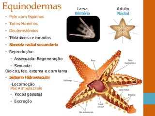 Equinodermas Larva
Bilatéria
Adulto
Radial
• Pele com Espinhos
• T
odosMarinhos
• Deuterostômios
• T
riblásticos celomados
• Simetria radial secundaria
• Reprodução:
• Assexuada: Regeneração
• Sexuada:
Dioicos, fec. externa e com larva
• Sistema Hidrovascular
•Locomoção
Pés Ambulacrais
• T
rocasgasosas
• Excreção
 