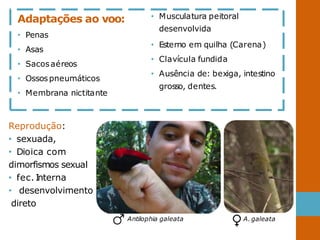 Adaptações ao voo:
• Penas
• Asas
• Sacosaéreos
• Ossos pneumáticos
• Membrana nictitante
• Musculatura peitoral
desenvolvida
• Esterno em quilha (Carena)
• Clavícula fundida
• Ausência de: bexiga, intestino
grosso, dentes.
Reprodução:
• sexuada,
• Dioica com
dimorfismos sexual
• fec. Interna
• desenvolvimento
direto
Antilophia galeata A. galeata
 