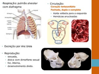 •Respiração: pulmão alveolar
com diafragma
• Excreção por rins:Ureia
• Reprodução:
• sexuada,
• dioica com dimorfismo sexual
• fec. Interna,
• desenvolvimento direto.
• Circulação:
Coração tertacavitário
Fechada, dupla e completa
• Aorta voltada para a esquerda
• Hemácias anucleadas
 