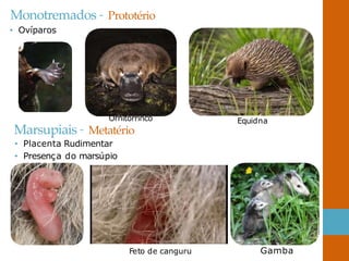 Monotremados – Prototério
• Ovíparos
Ornitorrinco
Marsupiais – Metatério
• Placenta Rudimentar
• Presença do marsúpio
Equidna
Feto de canguru Gamba
 