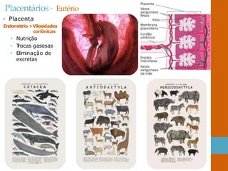 Placentários – Eutério
• Placenta
Endométrio +Vilosidades
coriônicas
• Nutrição
• T
rocas gasosas
• Eliminação de
excretas
 