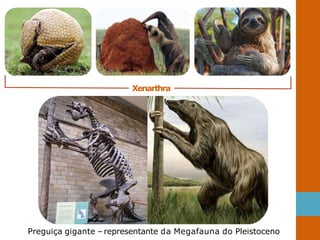 Xenarthra
Preguiça gigante – representante da Megafauna do Pleistoceno
 