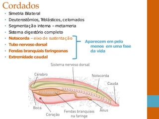Cordados
• Simetria Bilateral
• Deuterostômios, T
riblásticos, celomados
• Segmentação interna – metameria
• Sistema digestório completo
• Notocorda – eixo de sustentação
• Tubo nervoso dorsal
• Fendas branquiais faringeanas
• Extremidade caudal
Aparecem em pelo
menos em uma fase
da vida
 