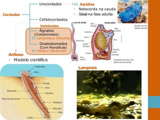 Cordados
Urocordados EX: Ascídias
• Notocorda na cauda
• Séssil na fase adulta
Cefalocordados
Vertebrados
Ágnatos
(Ciclostomados)
EX: Lampreias e feiticeiras
Gnatostomados
(Com Mandíbula)
EX: Peixes e Tetrápodes
Anfioxo
• Modelo cientifico
Lampreia
 