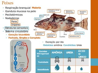 Excretas
Nitrogenad
as
AMÔNIA UREIA
ÁCID
O
URICO
Toxicidade
Solubilidade
Peixes
• Respiração branquial Maioria
• Gandula mucosa na pele
• Pecilotérmicos
• Nadadeiras
Pares
Impares
• Estruturas sensoriais
• Sistema circulatório
• Coração bicavitário
• Fechado, Simples e Completo
• Excreção por rins
Osteíctes: amônia Condrícties: Ureia
 
