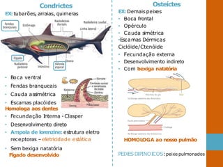 Condrictes
EX: tubarões, arraias, quimeras
• Boca ventral
• Fendas branqueais
• Cauda assimétrica
• Escamas placóides
Homologa aos dentes
• Fecundação Interna -Clasper
• Desenvolvimento direto
• Ampola de lorenzine: estrutura eletro
receptoras –eletricidade estática
• Sem bexiga natatória
Fígado desenvolvido
Osteíctes
EX: Demais peixes
• Boca frontal
• Opérculo
• Cauda simétrica
•Escamas Dérmicas
Ciclóide/Ctenóide
• Fecundação externa
• Desenvolvimento indireto
• Com bexiga natatória
HOMOLOGA ao nosso pulmão
PEIXES DIPINOICOS:peixe pulmonados
 