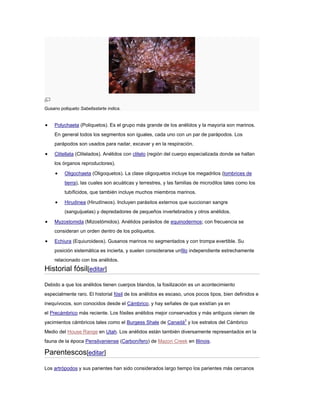 Gusano poliqueto Sabellastarte indica.
Polychaeta (Poliquetos). Es el grupo más grande de los anélidos y la mayoría son marinos.
En general todos los segmentos son iguales, cada uno con un par de parápodos. Los
parápodos son usados para nadar, excavar y en la respiración.
Clitellata (Clitelados). Anélidos con clitelo (región del cuerpo especializada donde se hallan
los órganos reproductores).
Oligochaeta (Oligoquetos). La clase oligoquetos incluye los megadrilos (lombrices de
tierra), las cuales son acuáticas y terrestres, y las familias de microdilos tales como los
tubíficidos, que también incluye muchos miembros marinos.
Hirudinea (Hirudíneos). Incluyen parásitos externos que succionan sangre
(sanguijuelas) y depredadores de pequeños invertebrados y otros anélidos.
Myzostomida (Mizostómidos). Anélidos parásitos de equinodermos; con frecuencia se
consideran un orden dentro de los poliquetos.
Echiura (Equiuroideos). Gusanos marinos no segmentados y con trompa evertible. Su
posición sistemática es incierta, y suelen considerarse unfilo independiente estrechamente
relacionado con los anélidos.
Historial fósil[editar]
Debido a que los anélidos tienen cuerpos blandos, la fosilización es un acontecimiento
especialmente raro. El historial fósil de los anélidos es escaso, unos pocos tipos, bien definidos e
inequívocos, son conocidos desde el Cámbrico, y hay señales de que existían ya en
el Precámbrico más reciente. Los fósiles anélidos mejor conservados y más antiguos vienen de
yacimientos cámbricos tales como el Burgess Shale de Canadá2
y los estratos del Cámbrico
Medio del House Range en Utah. Los anélidos están también diversamente representados en la
fauna de la época Pensilvaniense (Carbonífero) de Mazon Creek en Illinois.
Parentescos[editar]
Los artrópodos y sus parientes han sido considerados largo tiempo los parientes más cercanos
 