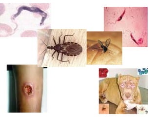 Zoologia aula 05