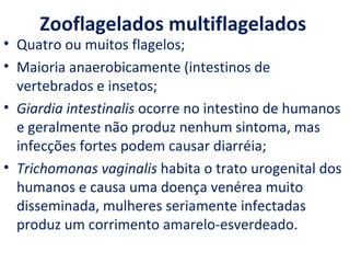 Zooflagelados multiflagelados
• Quatro ou muitos flagelos;
• Maioria anaerobicamente (intestinos de
  vertebrados e insetos;
• Giardia intestinalis ocorre no intestino de humanos
  e geralmente não produz nenhum sintoma, mas
  infecções fortes podem causar diarréia;
• Trichomonas vaginalis habita o trato urogenital dos
  humanos e causa uma doença venérea muito
  disseminada, mulheres seriamente infectadas
  produz um corrimento amarelo-esverdeado.
 