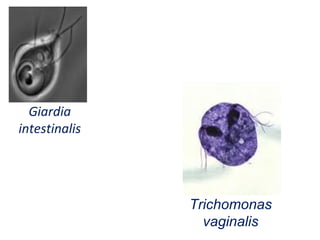 Giardia
intestinalis




               Trichomonas
                 vaginalis
 